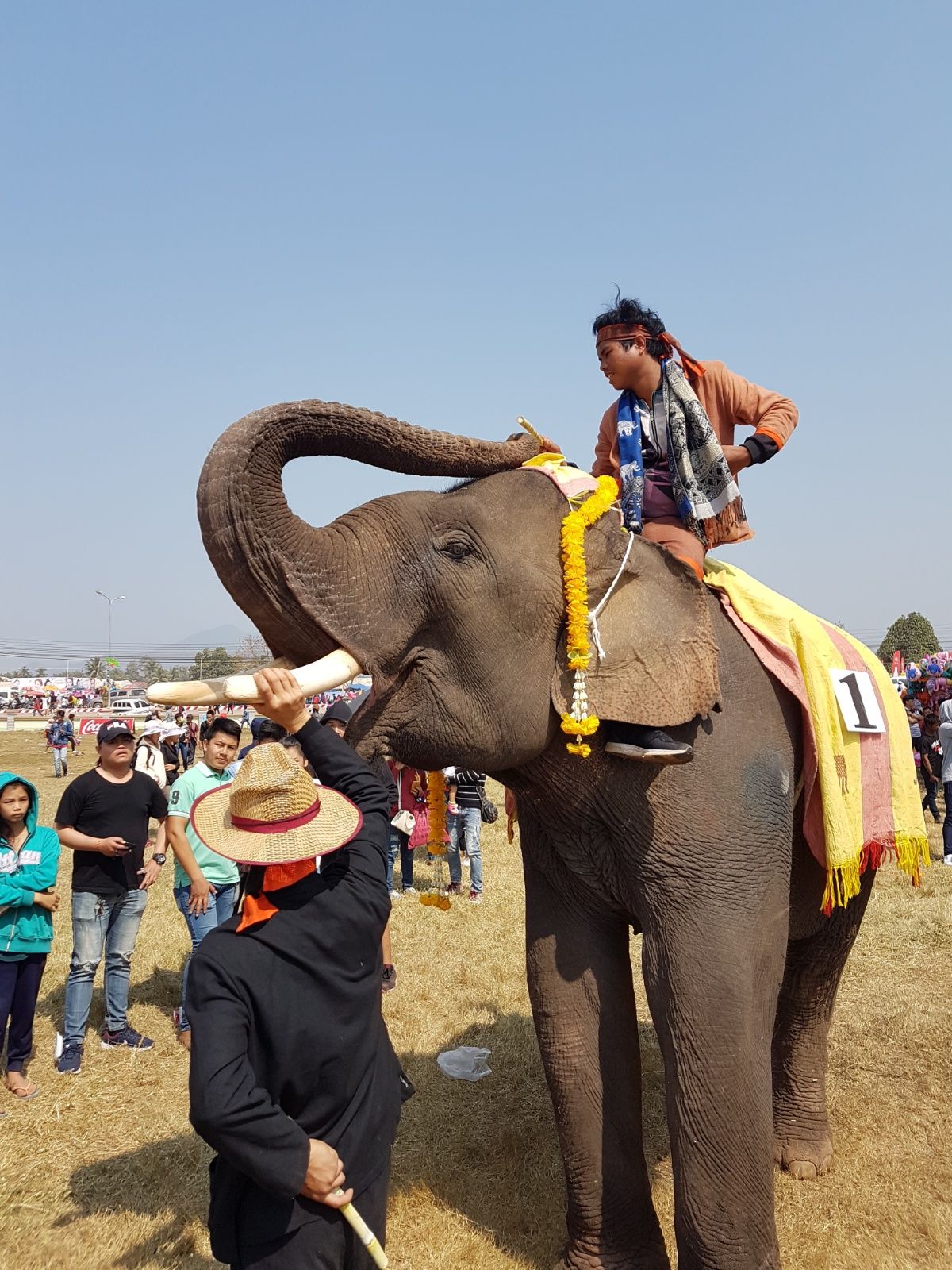 Elefant mit Mahout